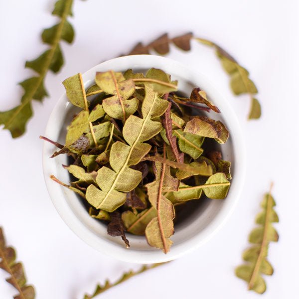 Comptonie Voyageuse, feuille