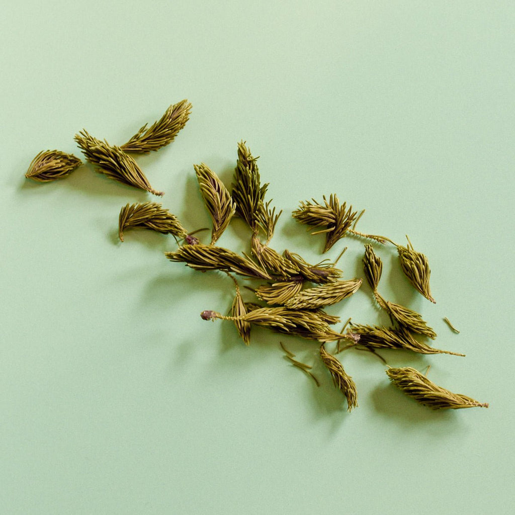 Épinette blanche, pousse