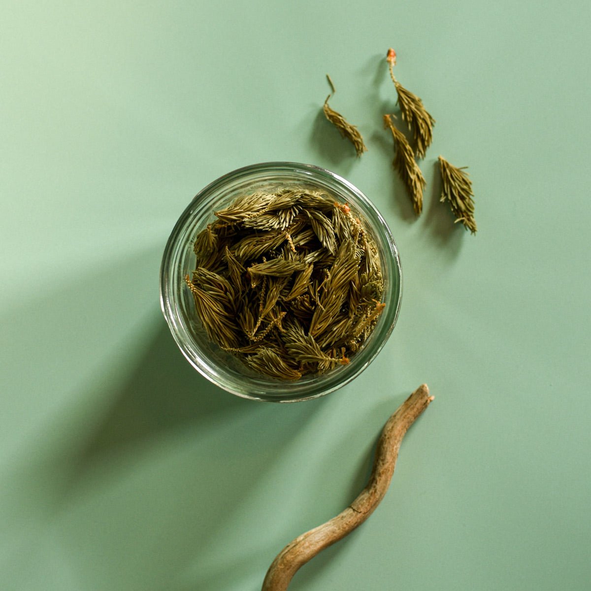 Épinette blanche, pousse