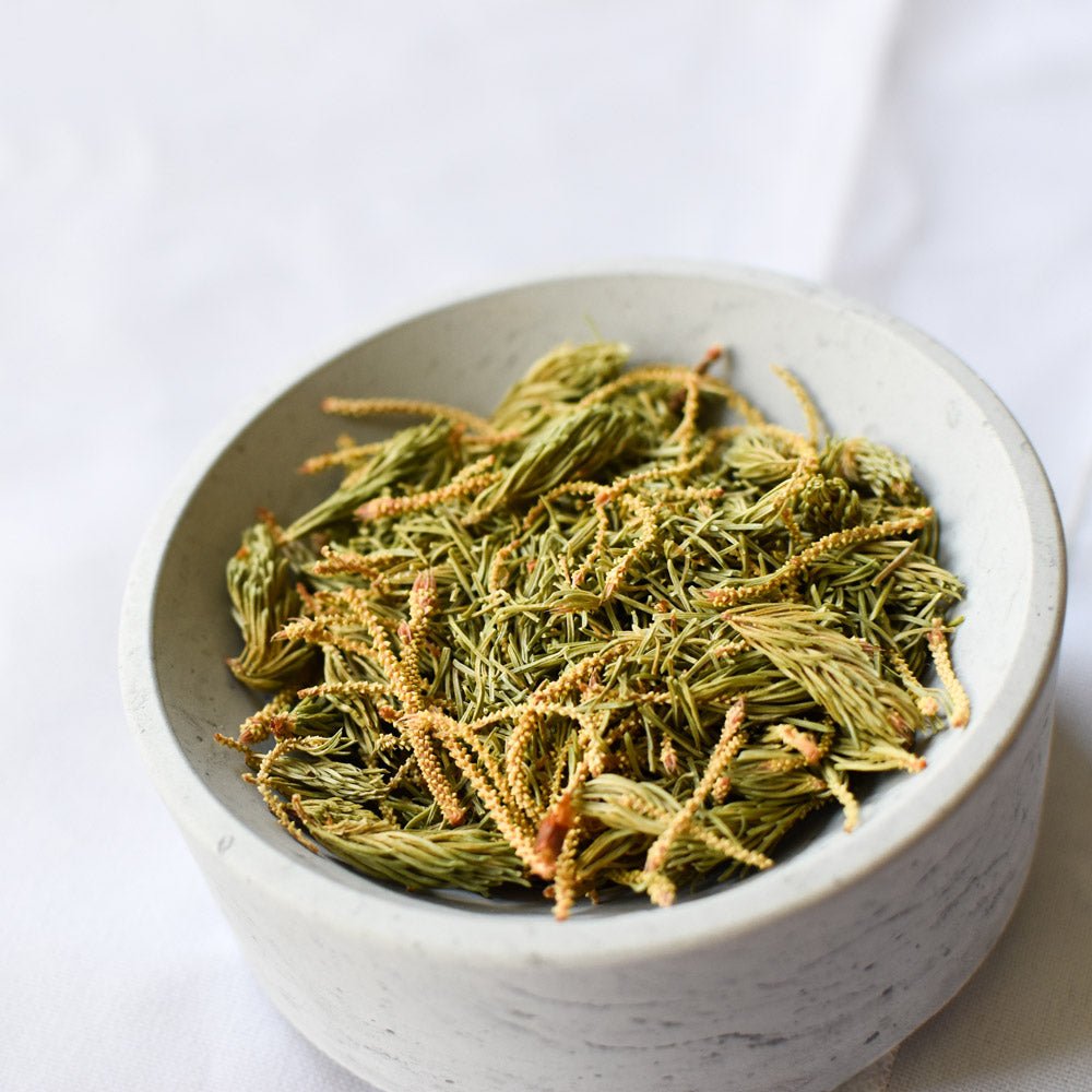 Épinette noire, pousse