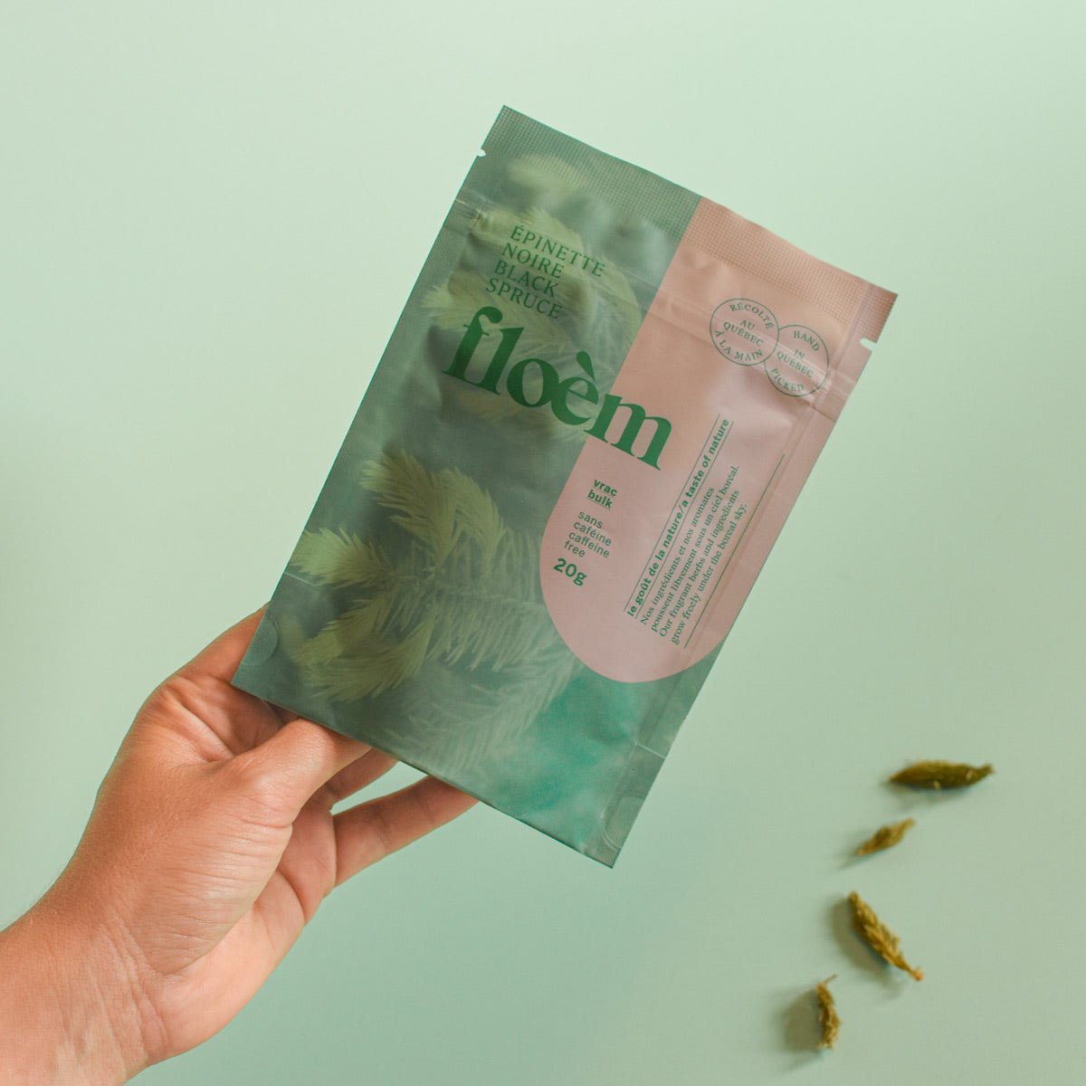 Épinette noire, pousse