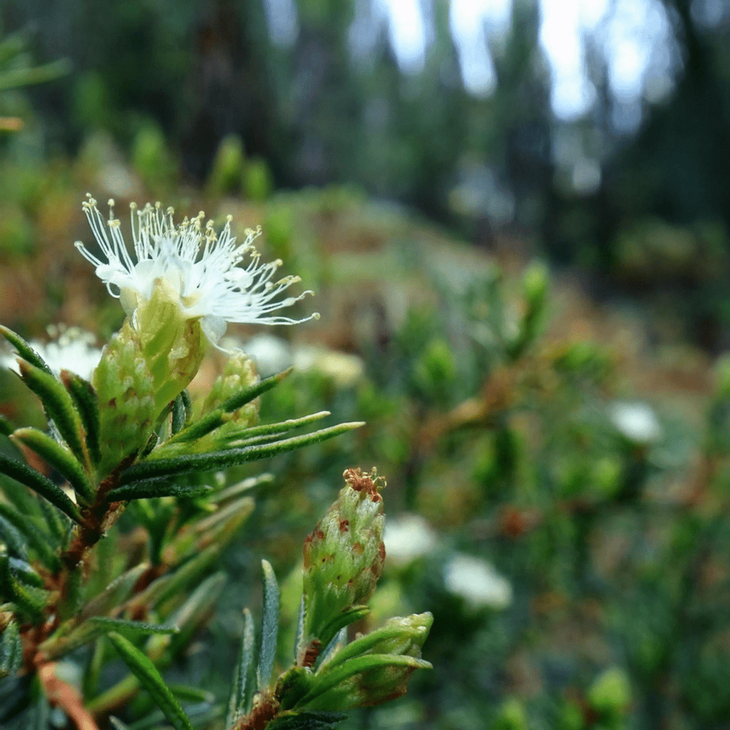 Fleur de thé du Labrador