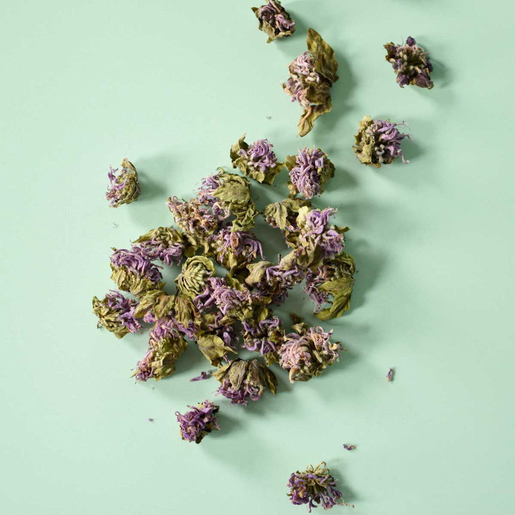 Monarde fistuleuse, fleur