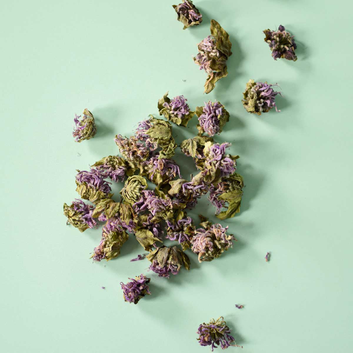 Monarde fistuleuse, fleur