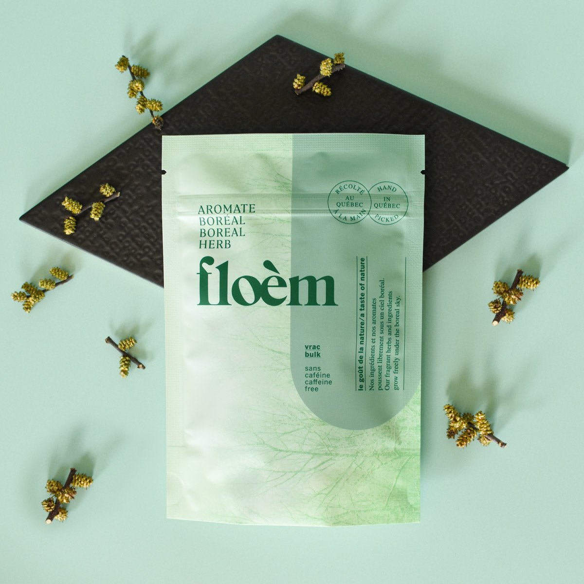 Myrique baumier, chaton