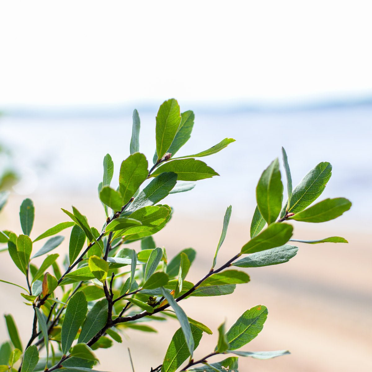 Myrique baumier, feuille